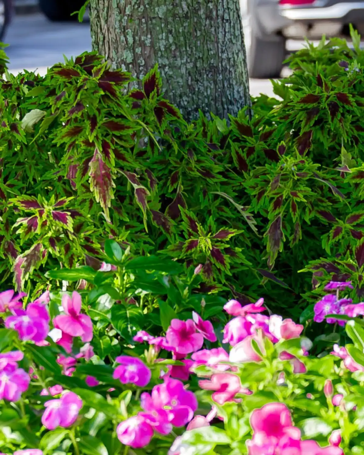 Full landscape installation with tropical plants in Pensacola